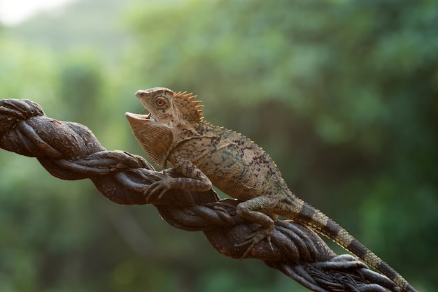 Weiblicher Walddrache auf einem Ast