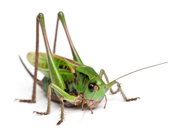 Weiblicher Warzenbeißer (Decticus verrucivorus) ist eine Buschgrille