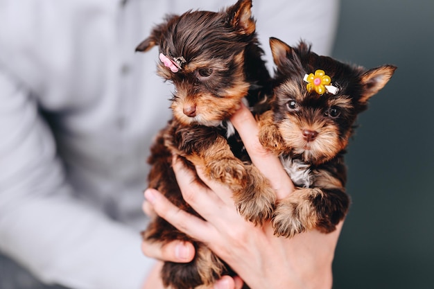 Weiblicher Yorkshire-Terrier in den Händen Schließen Sie Porträt von Welpen