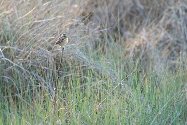 Foto weibliches black redstart phoenicurus ochruros in seiner umgebung