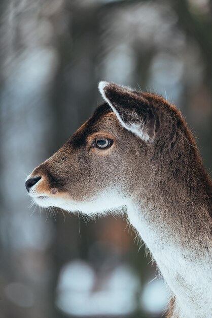 Weibliches Hirsche im Winterwald