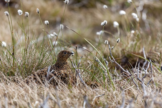 Weibliches Moorschneehuhn (Lagopus lagopus scotical) sitzt auf ihrem Nest