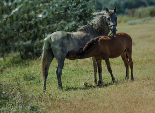 Foto weibliches pferd und fohlen auf einem grasbewachsenen feld