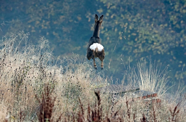 Weibliches Reh auf der Wiese