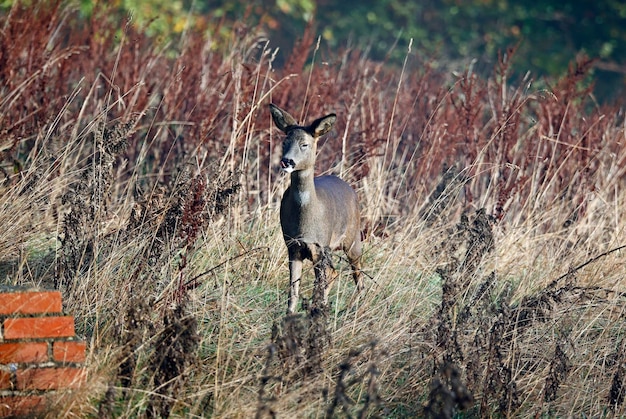 Weibliches Reh auf der Wiese