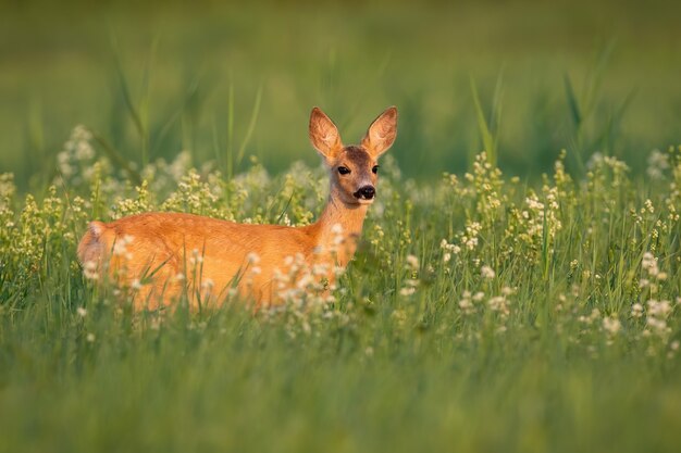 Weibliches Reh, das in den Wildblumen im Sommerlicht steht