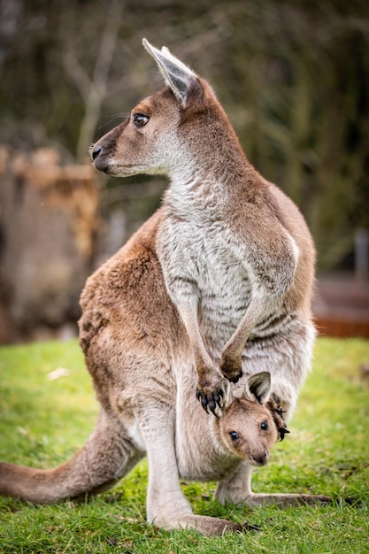 Foto weibliches westlich-graues känguru mit einem jungen in seinem beutel macropus fuliginosus melanops