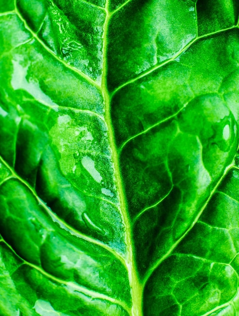 Weich fokussiert Nass Grünes Blatt Nahaufnahme Frische Blätter Textur Hintergrund Schöne natürliche Öko-Tapete Vegetarisches Essen Gemüse- und Vitaminprodukte Makrofoto