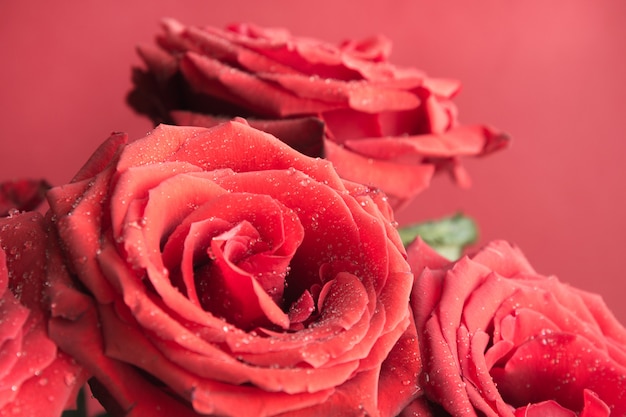 Weiche, ausgewachsene rote Rosen. Blumenmuster.