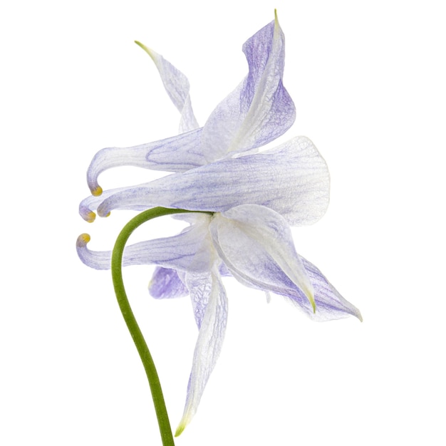 Weiche blaue Blume der Aquilegia-Blüte des Einzugsgebiets, Nahaufnahme isoliert auf weißem Hintergrund