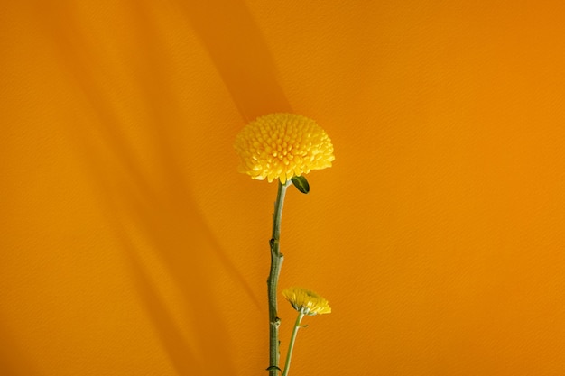 Weiche Blume der gelben Ringelblume auf dunkelgelbem Hintergrund kopieren Raum und Nahaufnahme ästhetisches Stillleben...