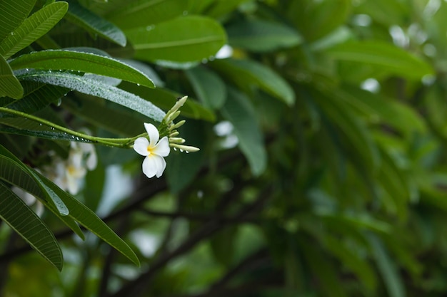 Weiche Frangipani-Blüte