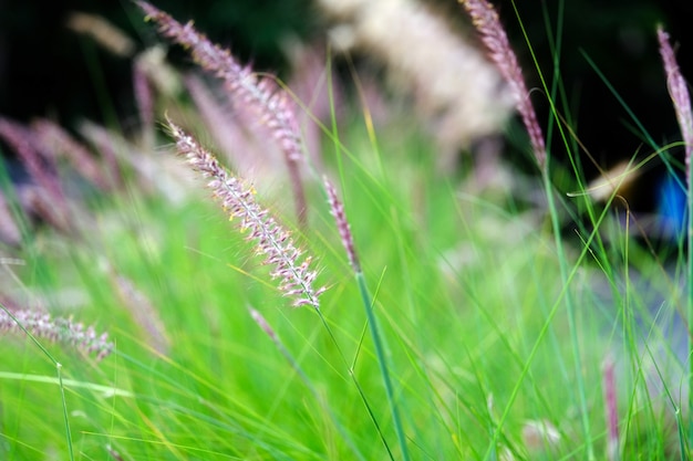 Foto weiche frische grüne frühlingsanlage. hintergrund hellgrünes gras