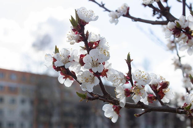 Weiche Pastellfarbe Schöne Kirschblumen in der Nähe