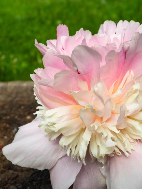 Weiche rosa Pfingstrose weding am 8. März Postkarte im Freien