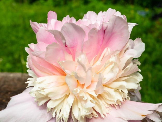 Weiche rosa Pfingstrose weding am 8. März Postkarte im Freien