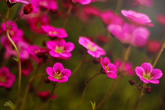 Foto weiche und verschwommene konzeption schöne rosa und blaue blumen kleine größe blühen im garten aus der nähe