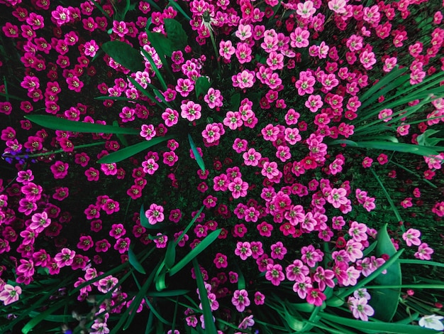 Weiche und verschwommene Konzeption Schöne rosa und blaue Blumen kleine Größe blühen im Garten aus der Nähe