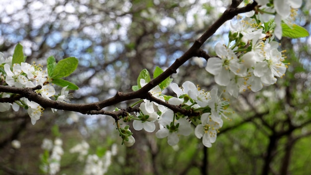 Weiche weiße Blüten und erste Blätter auf einem Zweig eines Kirschbaums mit verschwommenem Garten auf einem Hintergrund