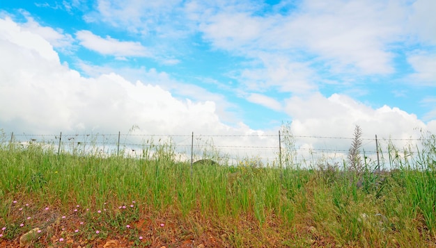 Weiche Wolken über einem grünen Feld