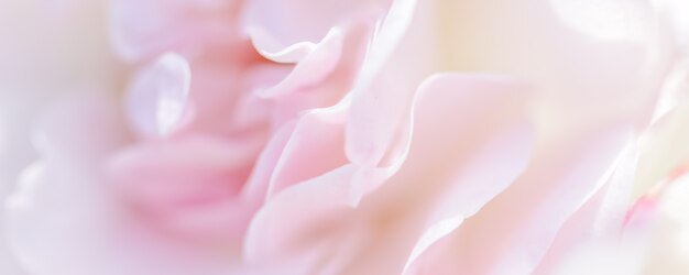 Weicher Fokus abstrakter Blumenhintergrund blassrosa Rosenblütenblätter Makro Blumen Hintergrund für