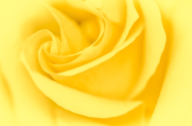 Weicher Fokus abstrakter Blumenhintergrund gelbe Rose Blume Makro Blumen Hintergrund