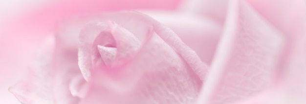 Weicher Fokus abstrakter Blumenhintergrund lila Rosenblumenmakroblumenhintergrund für Feiertagsmarke