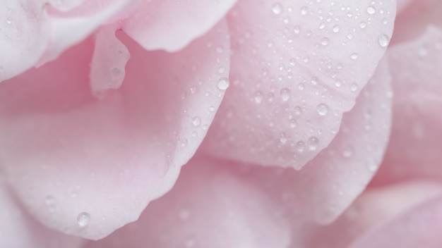 Weicher Fokus abstrakter Blumenhintergrund rosa Rosenblütenblätter mit Wassertropfen Makroblumen