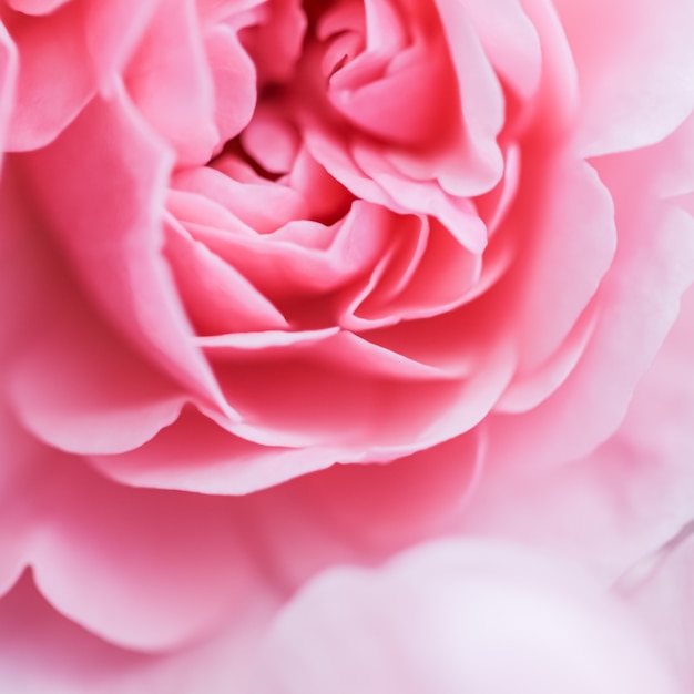 Weicher Fokus abstrakter Blumenhintergrund rosa Rosenblumenmakro blüht Hintergrund für Feiertagsmarke
