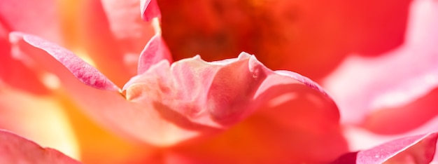 Weicher Fokus abstrakter Blumenhintergrund rote gelbe Rosenblumenmakroblumenhintergrund für Feiertag