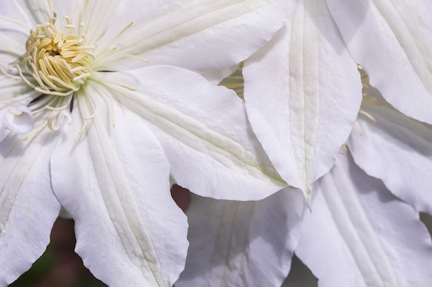 Weicher Fokus abstrakter Blumenhintergrund weiße Lematisblumenmakroblumenhintergrund für Feiertagsmarke