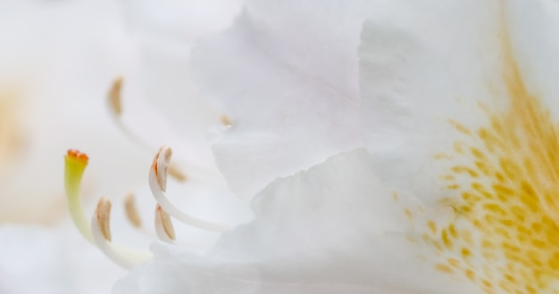 Weicher Fokus abstrakter Blumenhintergrund weiße Rhododendronblütenblätter Makroblumenhintergrund für