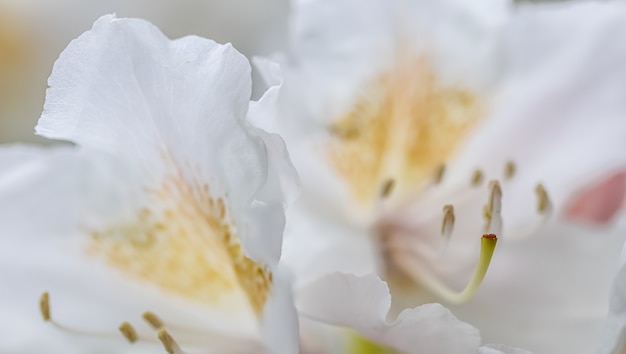 Weicher Fokus abstrakter Blumenhintergrund weiße Rhododendronblütenblätter
