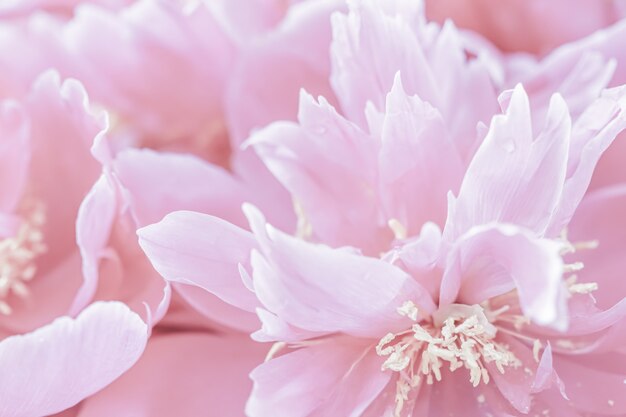 Weicher Fokus abstrakter floraler Hintergrund blassrosa Pfingstrose Blütenblätter