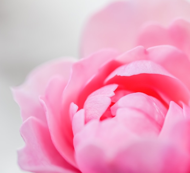 Weicher Fokus abstrakter floraler Hintergrund rosa Rosenblütenblätter Makro Blumen Hintergrund für den Urlaub