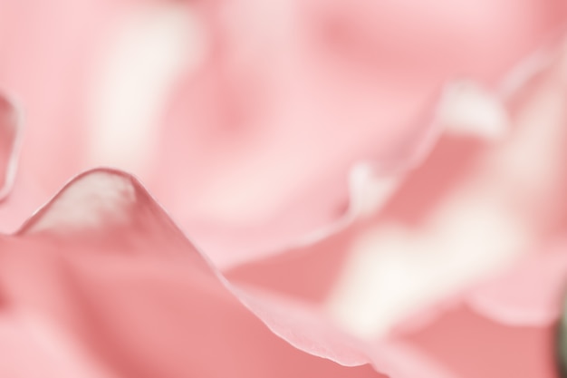 Weicher Fokus abstrakter floraler Hintergrund rosa Rosenblütenblätter Makro Blumen Hintergrund für den Urlaub