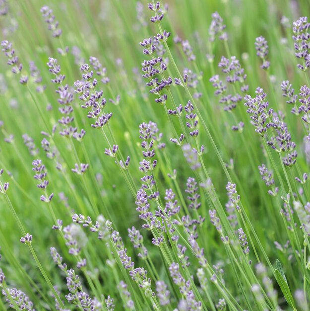 Weicher Fokus auf schöne Lavendelblüten im Sommergarten