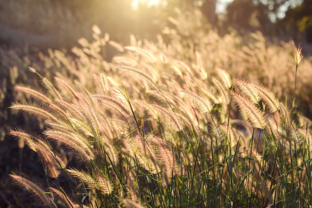 Weicher Fokus auf Sonnenuntergangsblumen