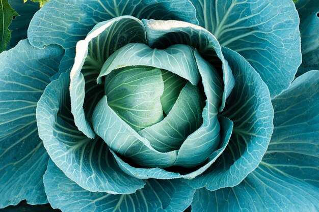 Weicher Fokus der großen Auswahl Kohl Brassica im Garten