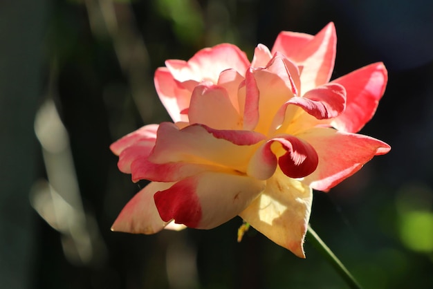 Weicher Fokus der schönen gelben und rosa Rose mit grünen Blättern Naturblume und Valentinstag