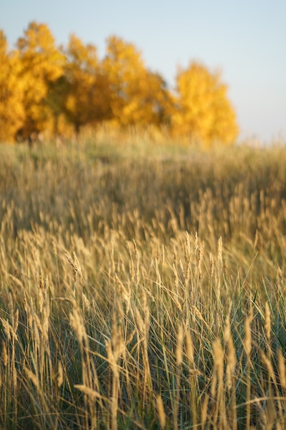 Weicher Fokus der trockenen Grasschilfstiele bei Sonnenuntergang verwischte den Herbstwald auf der Hintergrundherbstsaison