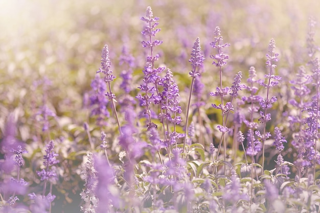 Weicher Fokus ein violettes Lavendelfeld. Pastellfarben und schöne Farben des Unschärfehintergrundes purpurrote Lavendelblumen.