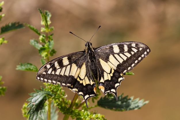 Weicher Fokus eines Schwalbenschwanzschmetterlings der Alten Welt mit seinen ausgebreiteten schwarz-gelben Flügeln