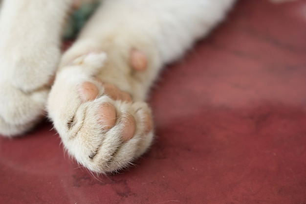 Weicher Fokus Füße der Katze.