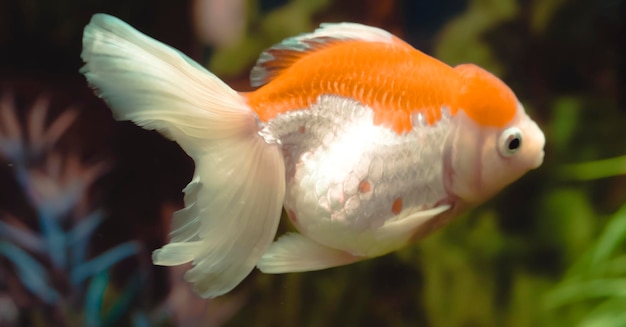Weicher Fokus-Goldfisch, der im Wasser schwimmt