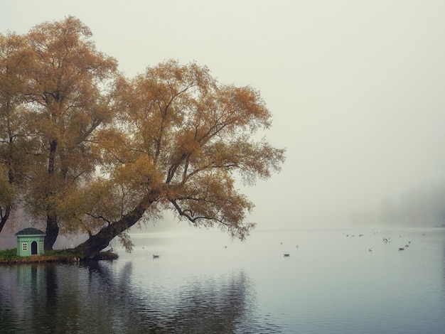 Weicher Fokus. Mystische Morgen-Herbstlandschaft mit Nebel über dem See. Nebel über dem See, minimalistische Aussicht.