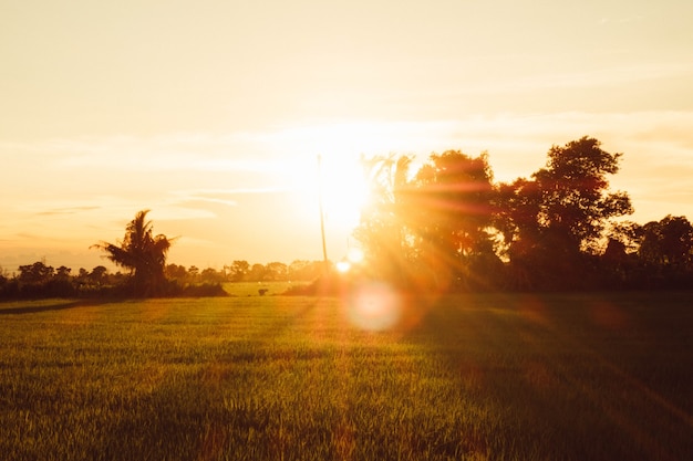 Weicher Fokus Reisfeld und Himmelshintergrund bei Sonnenuntergang mit Sonnenstrahlen.