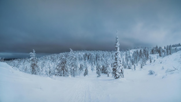 Weicher Fokus. Trail durch den Winterwald bei Nacht durch schneebedeckte Tannen. Arktische raue Natur. Mystisches Märchen vom Winterfrostwald.