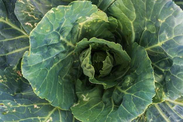 Weicher Fokus von Großkohl im Garten