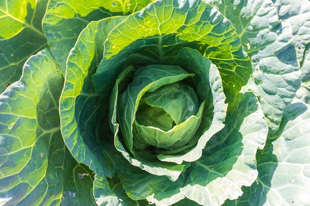 Weicher Fokus von Großkohl im Garten